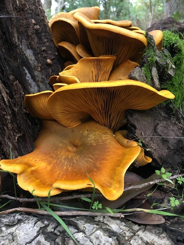 Western jack-o'-lantern mushroom (Omphalotus olivascens)