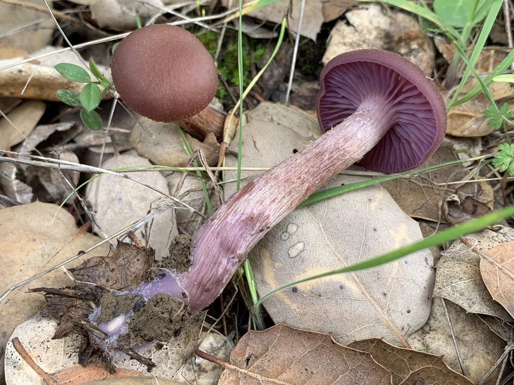 Western amethyst laccaria