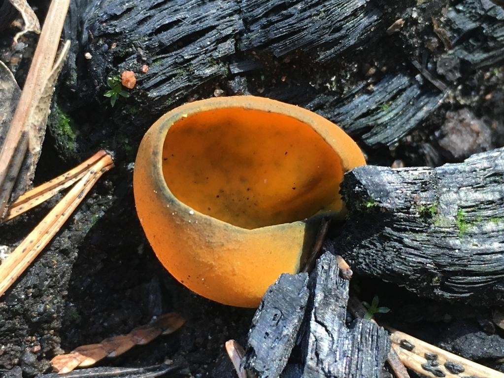 Spring orange peel fungus