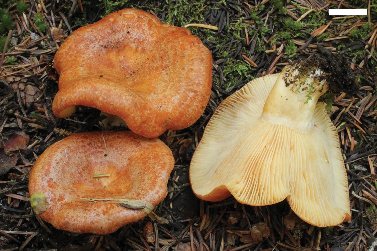 Lactarius olympianus (Lactarius olympianus) - Picture Mushroom