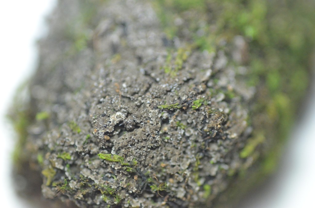 Littlelobed lichen (Massalongia)