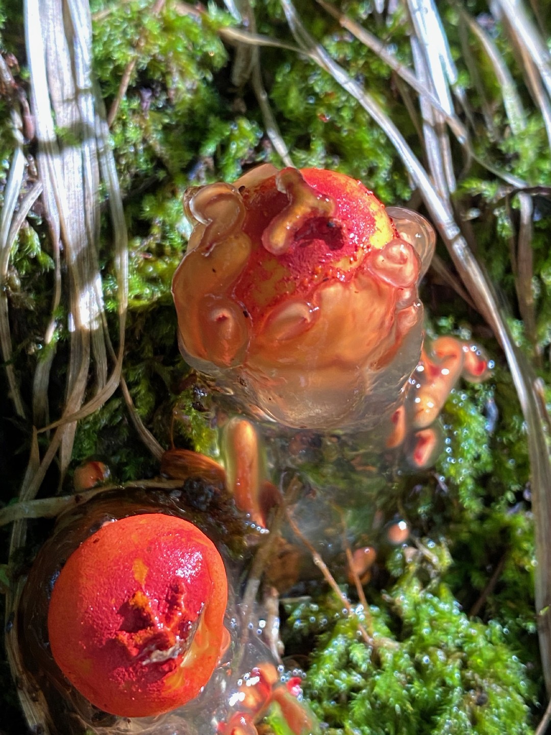 붉은연지버섯 (Calostoma cinnabarinum)