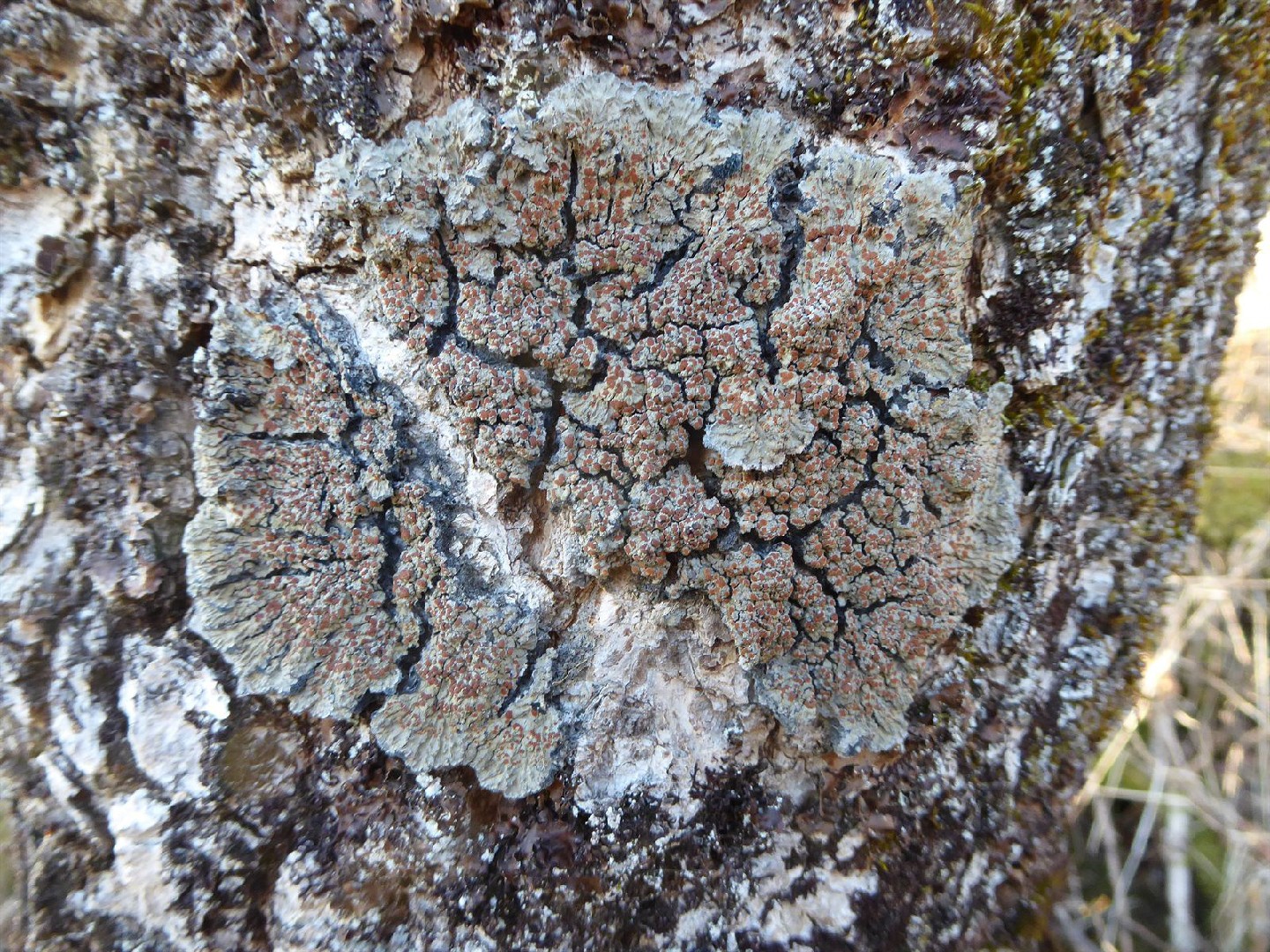 Blue felt lichen