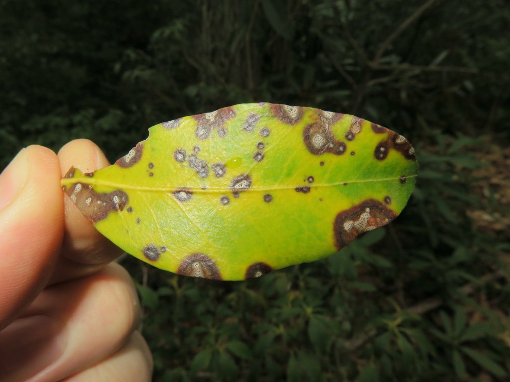 Mycosphaerella colorata (Mycosphaerella colorata) Picture Mushroom