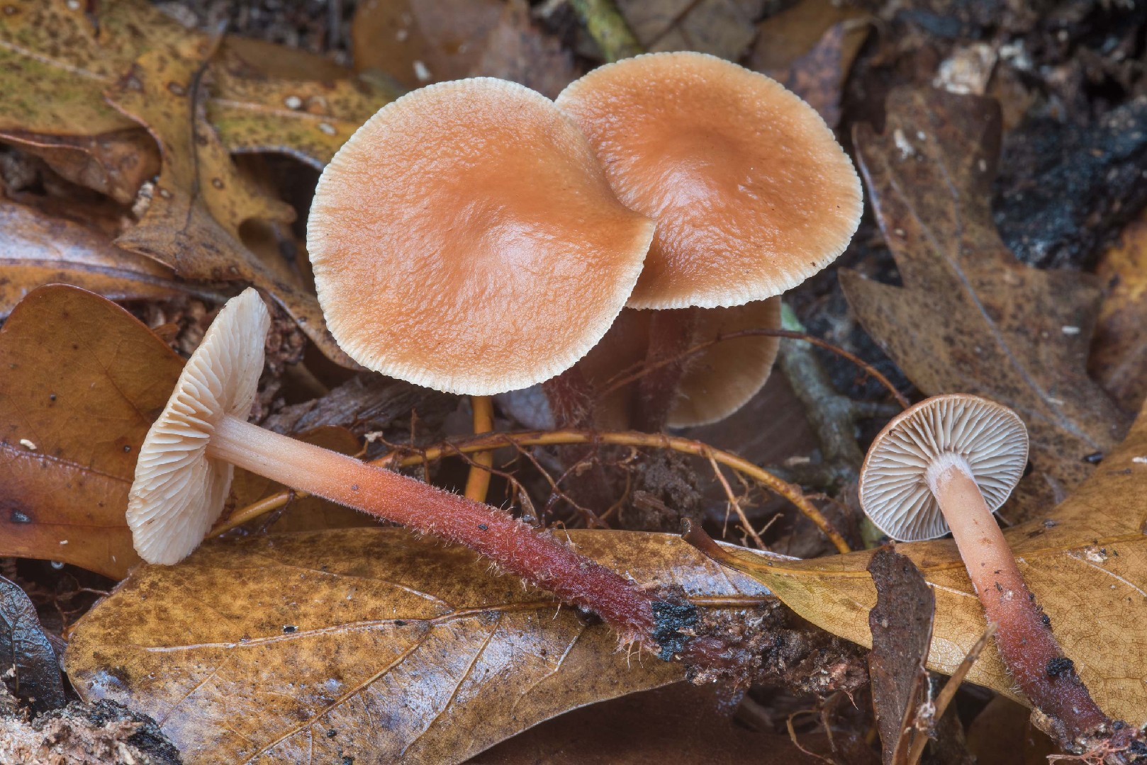 Gymnopus (Gymnopus) - Picture Mushroom