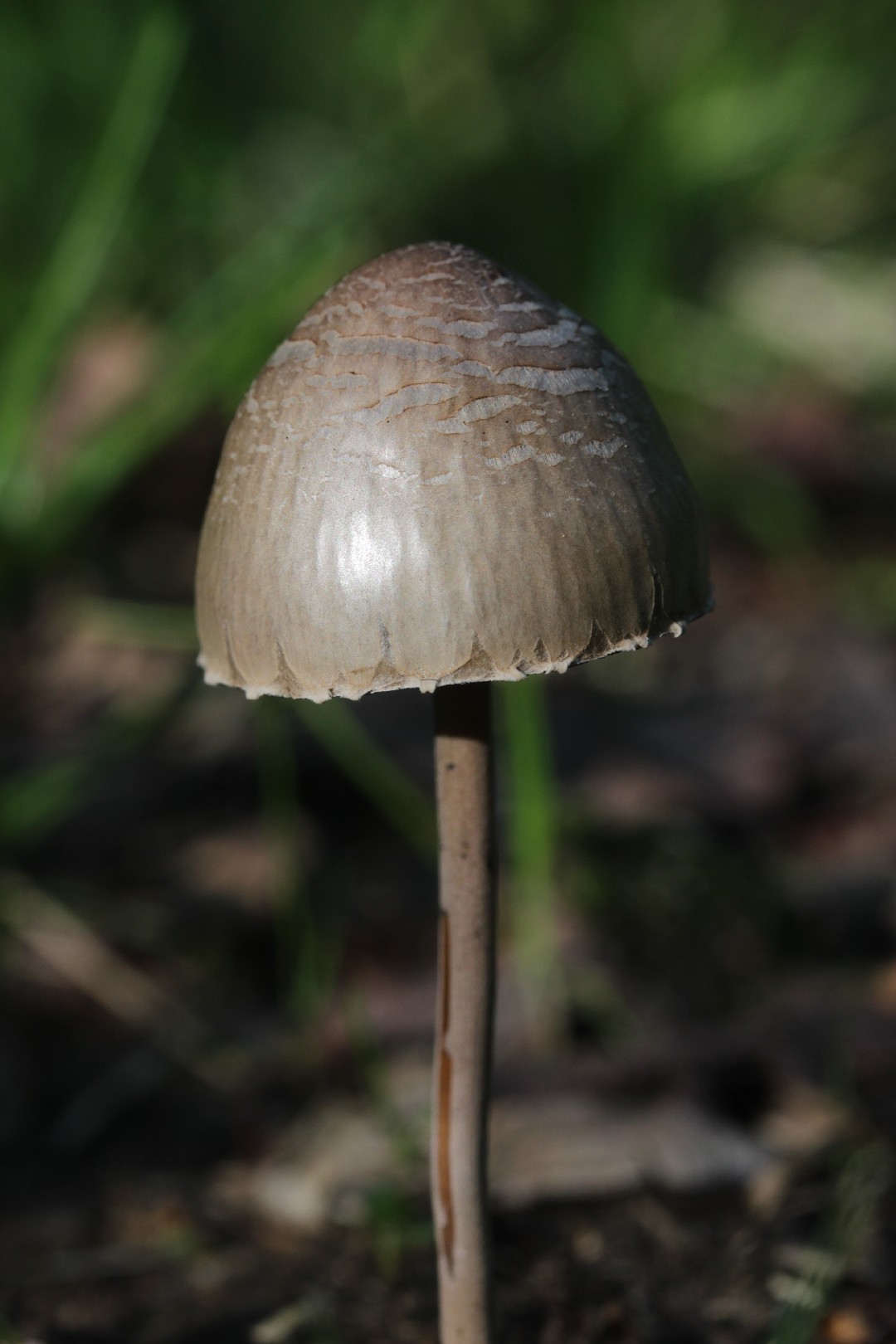 ワライタケ 笑茸 Panaeolus Papilionaceus Picture Mushroom