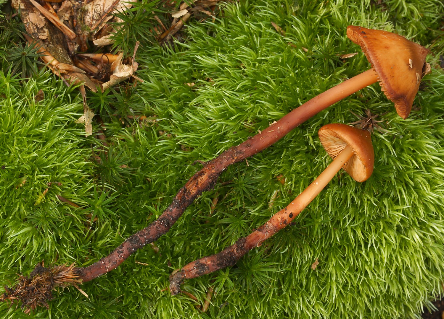 Phaeocollybia (Phaeocollybia) Picture Mushroom