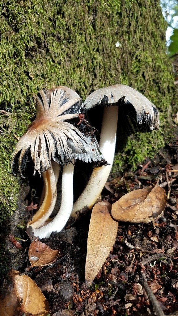 Coprinopsis insignis (Coprinopsis insignis) Picture Mushroom