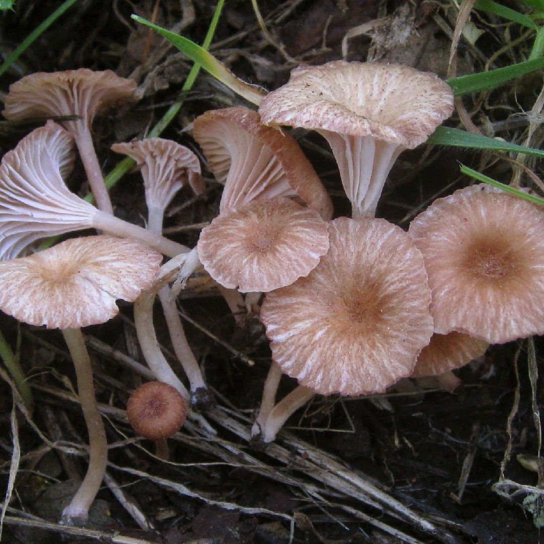 Contumyces (Contumyces)