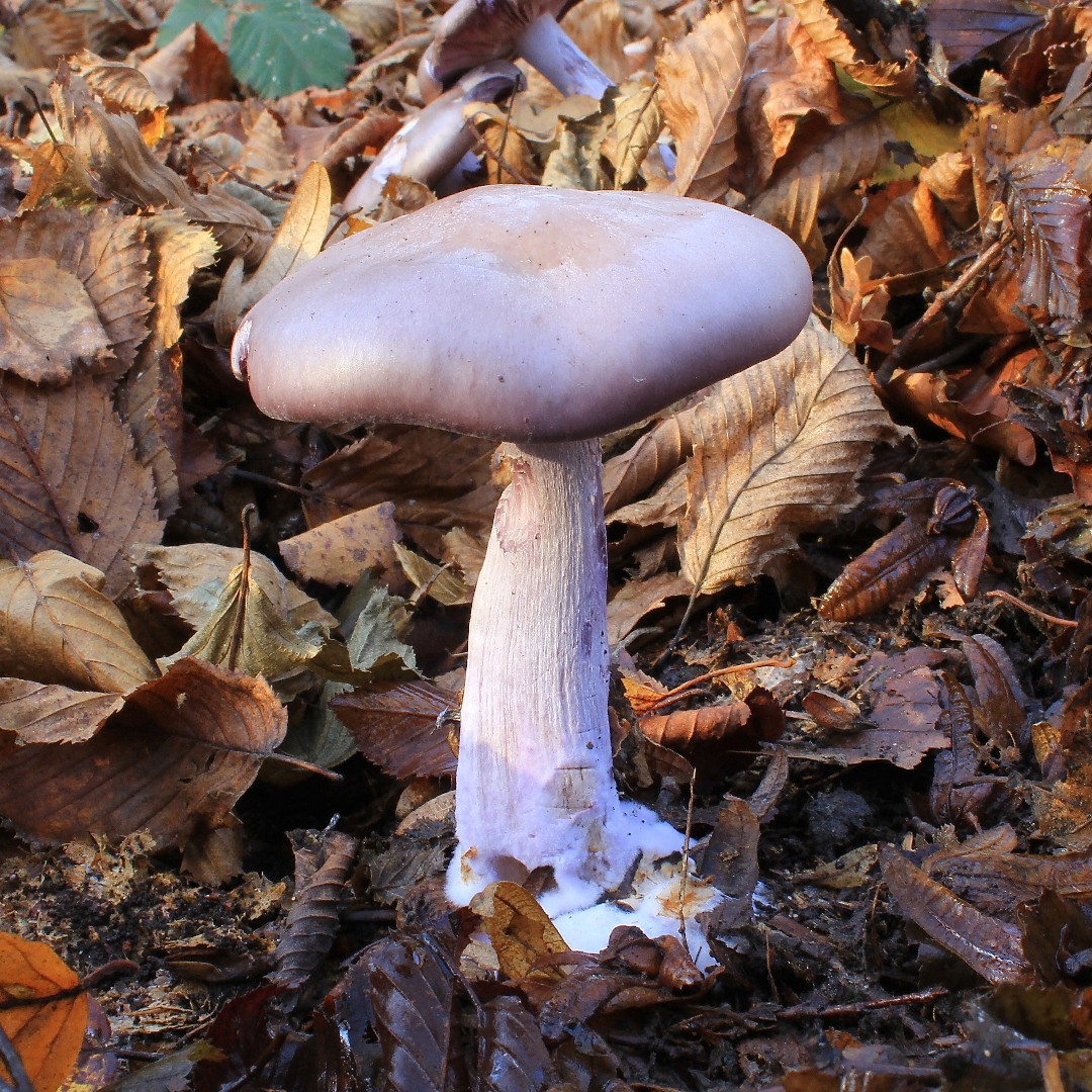 Pale-spore mushrooms (Tricholomataceae)