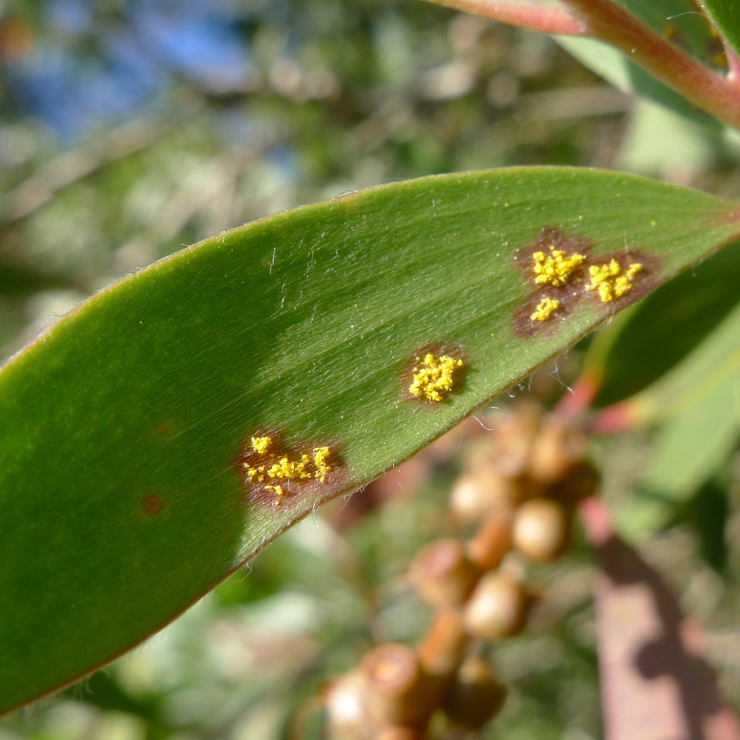 Sphaerophragmiaceae (Sphaerophragmiaceae)