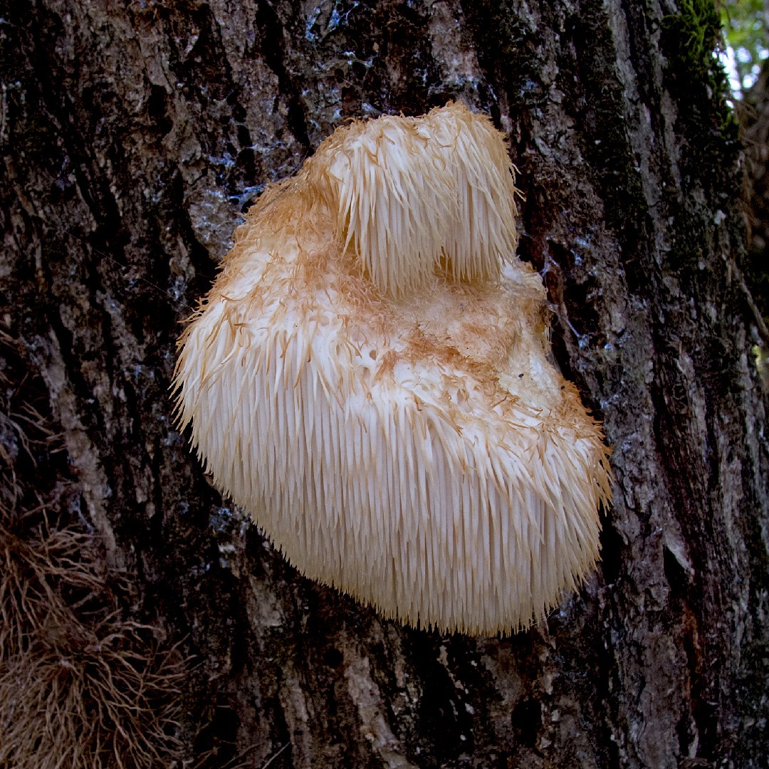 Tooth fungi (Hericiaceae)