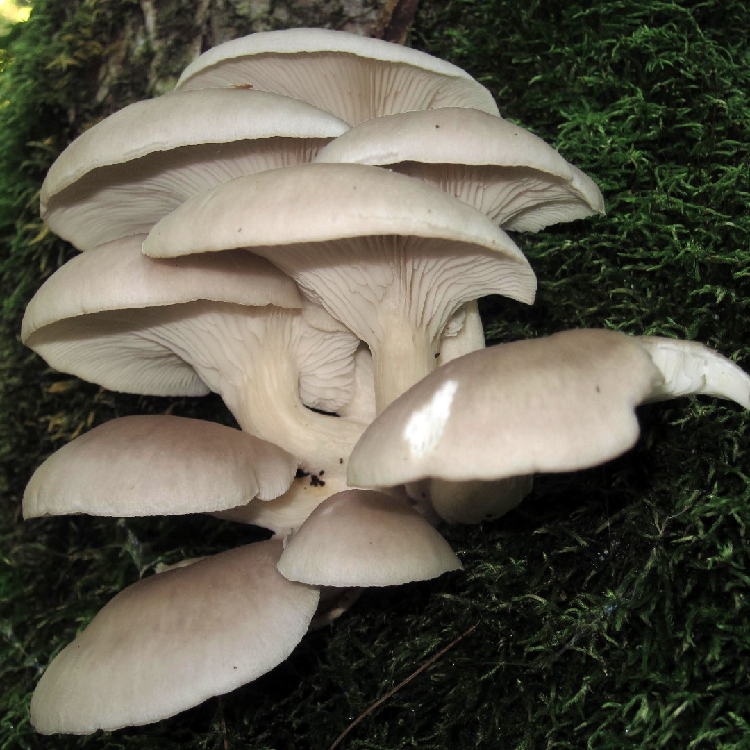 The tree mushroom family (Pleurotaceae)