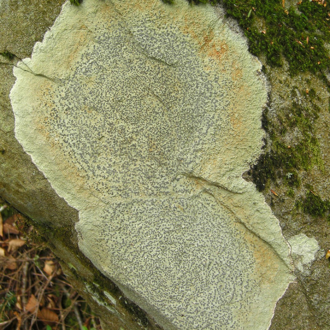 Lecideaceae (Lecideaceae)