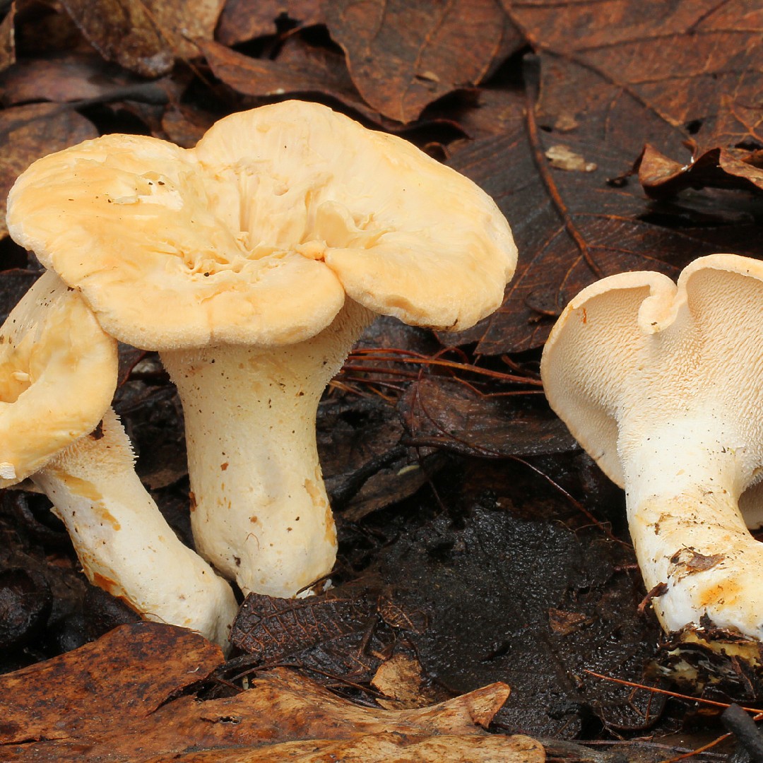 Hydnoid fungi (Hydnaceae)
