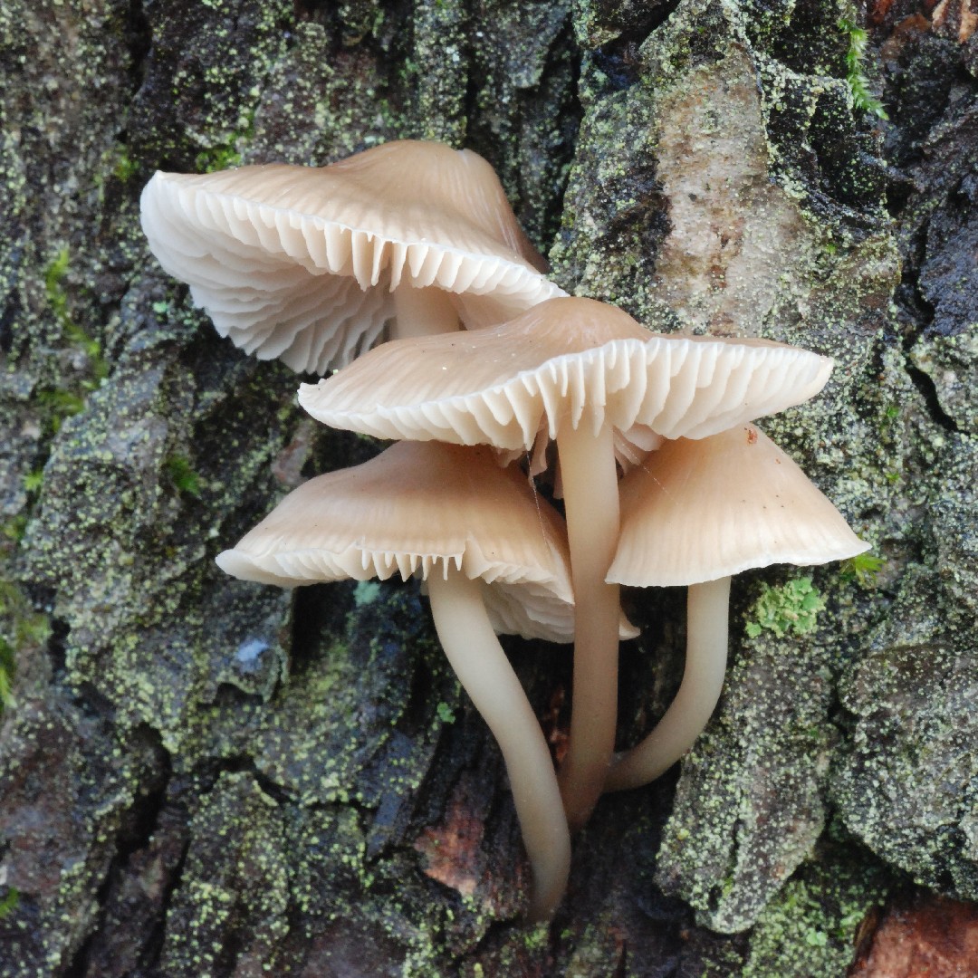 Bonnet mushrooms (Mycenaceae)