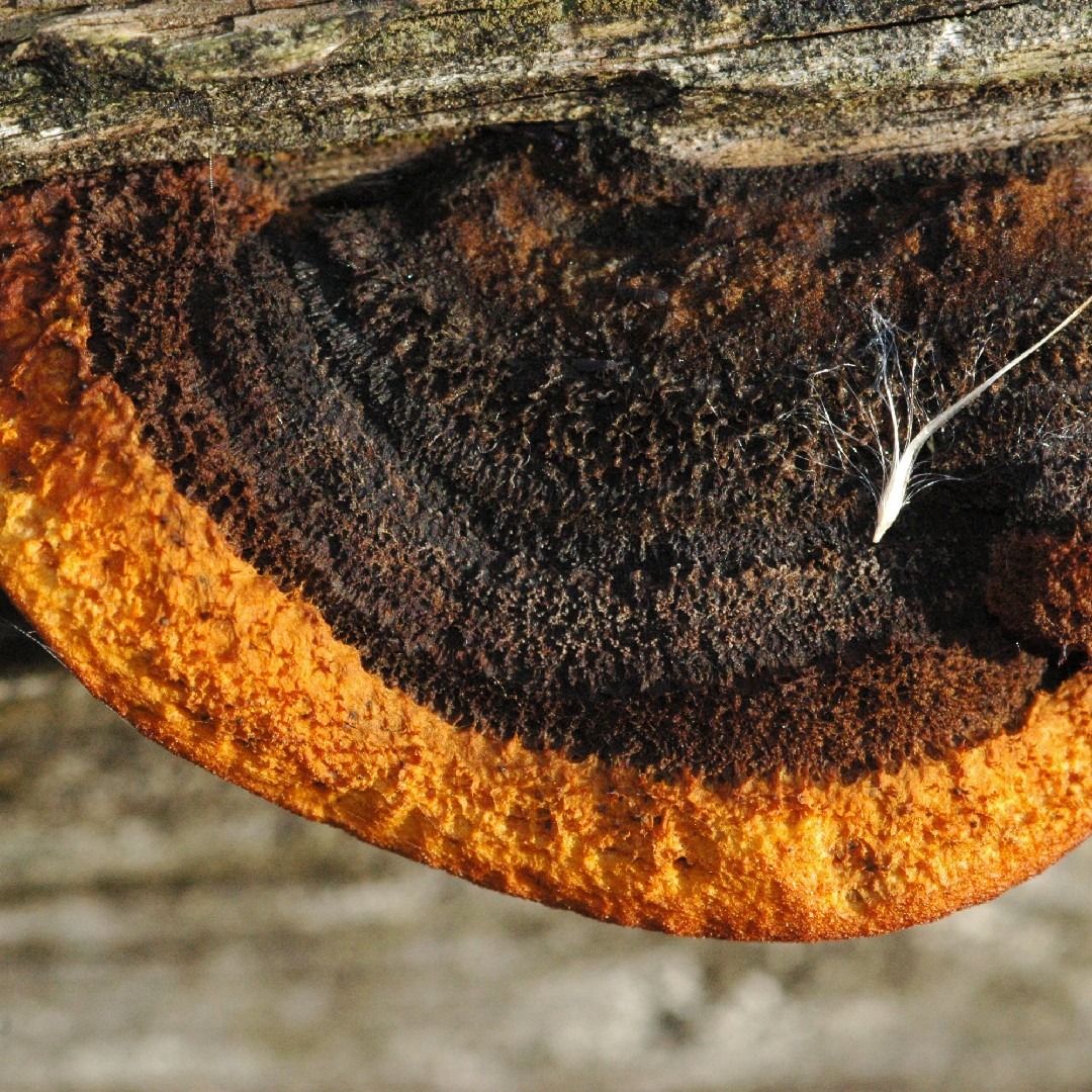 Polypore Mushroom (Gloeophyllaceae)