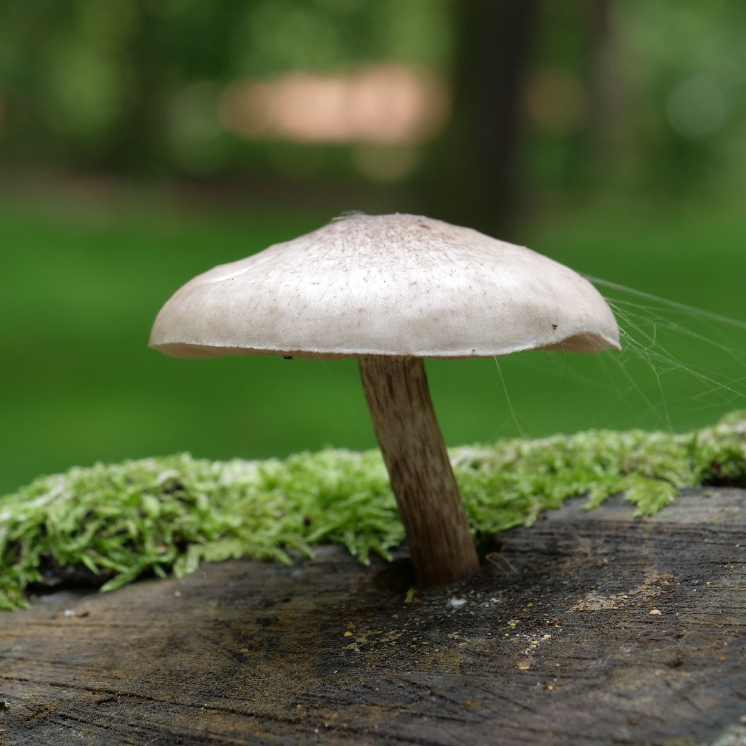 Pluteaceae mushrooms (Pluteaceae)