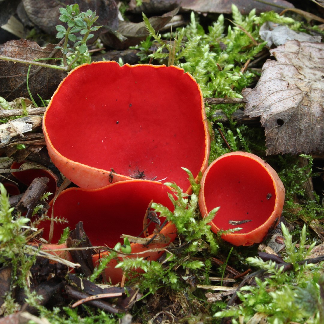 Elf cups and allies (Sarcoscyphaceae)