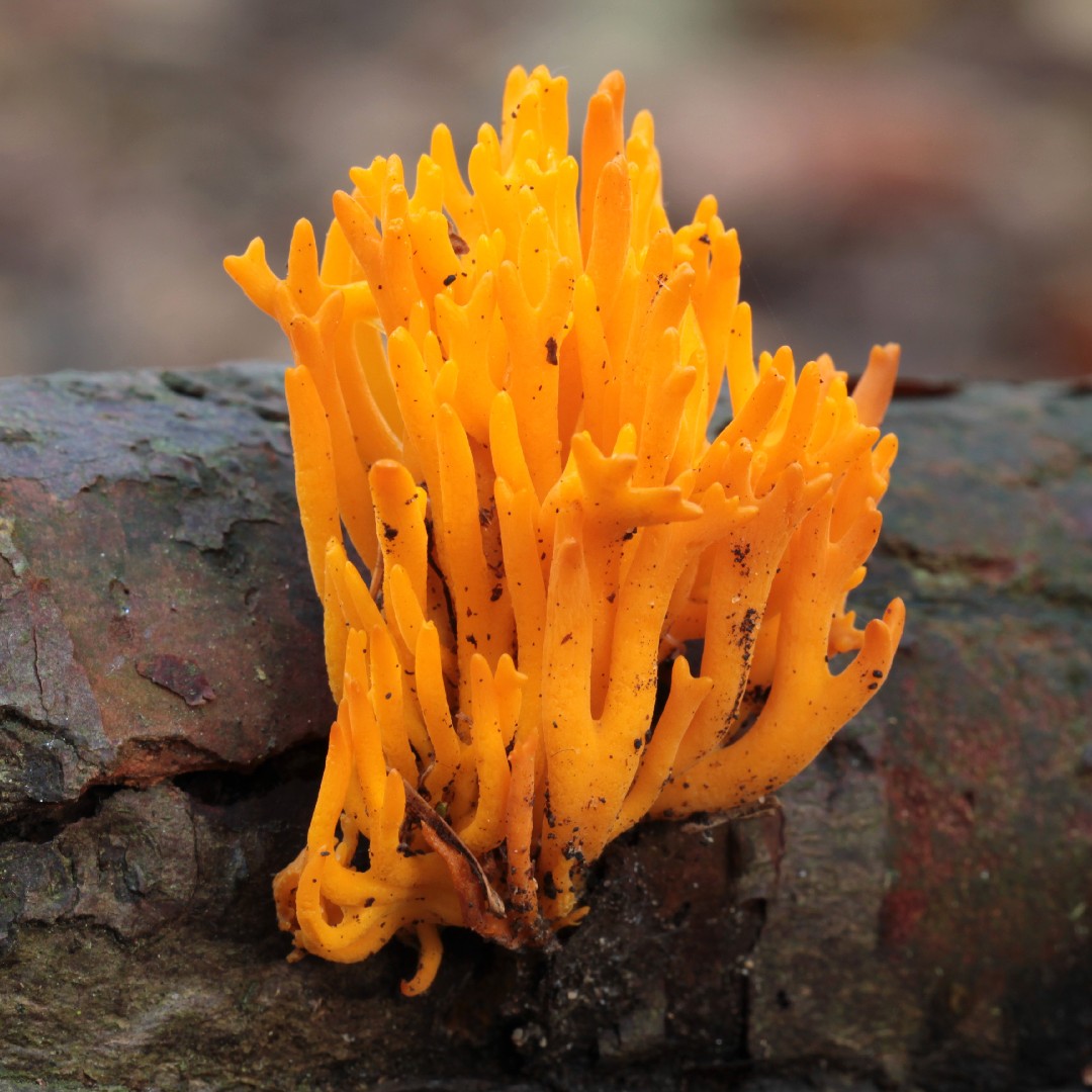 Jelly fungi (Dacrymycetaceae)