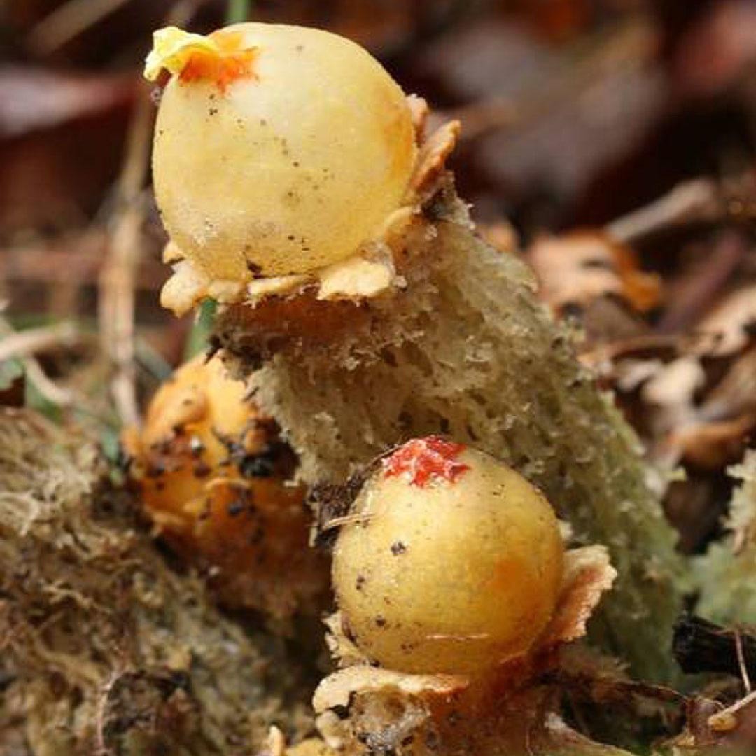 Красноустка (Calostoma)