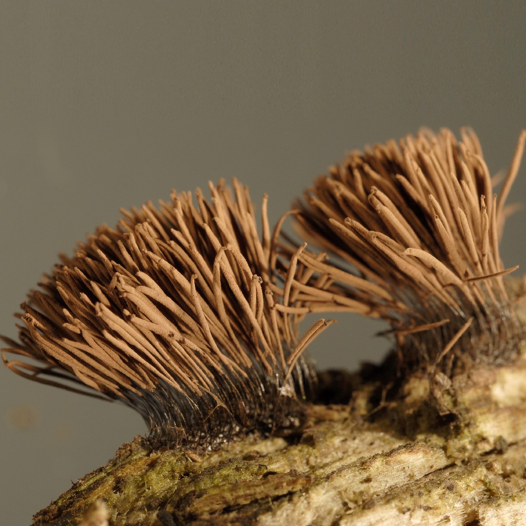 Stemonitis axifera (Stemonitis axifera)