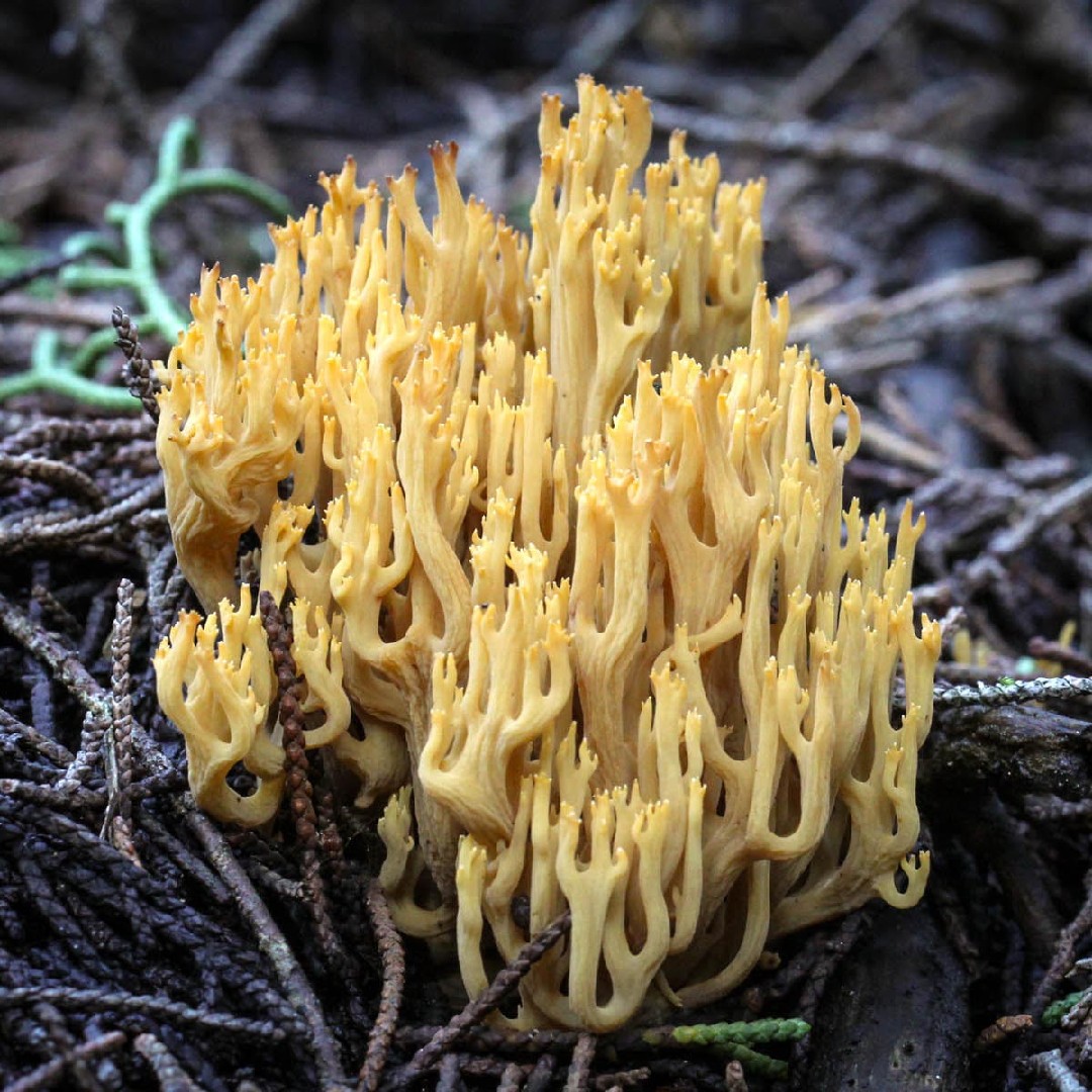 Ramaria myceliosa (Ramaria myceliosa) - Picture Mushroom