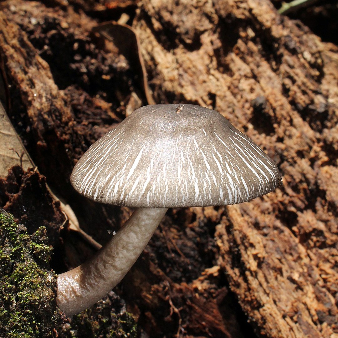 Agaricus endoxanthus (Agaricus endoxanthus)
