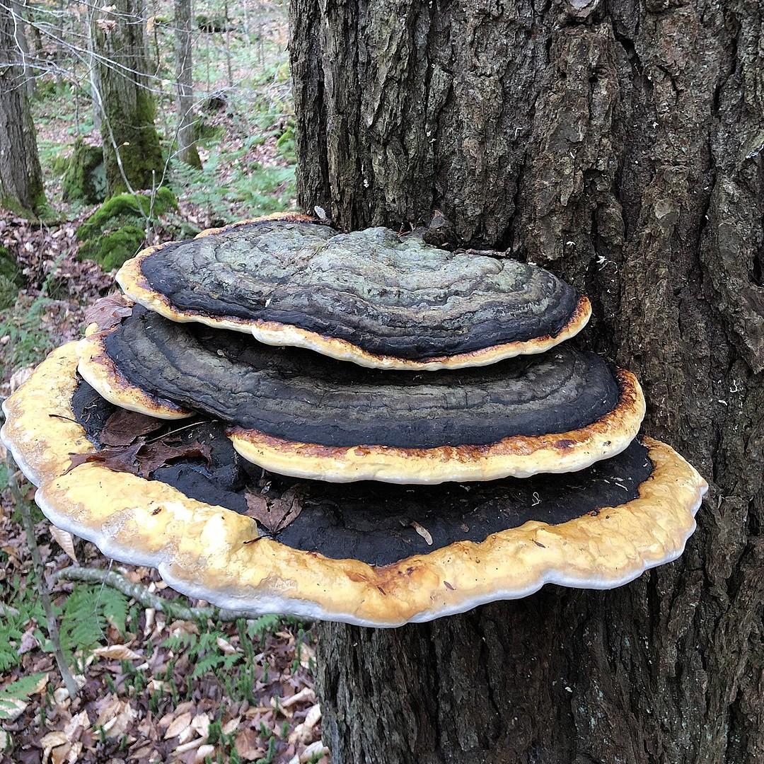 Red-belted polypore