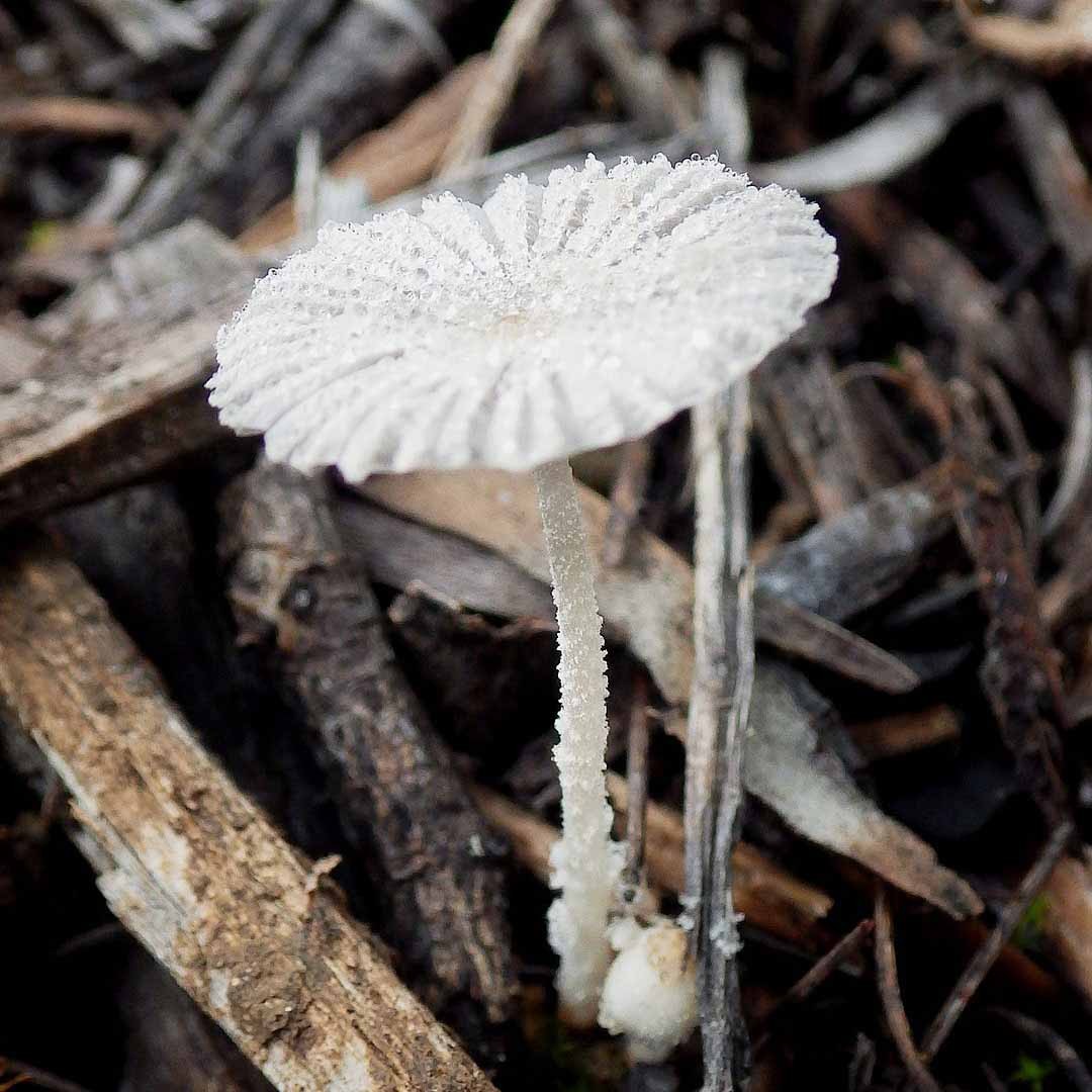 Coprinopsis candidata (Coprinopsis candidata)