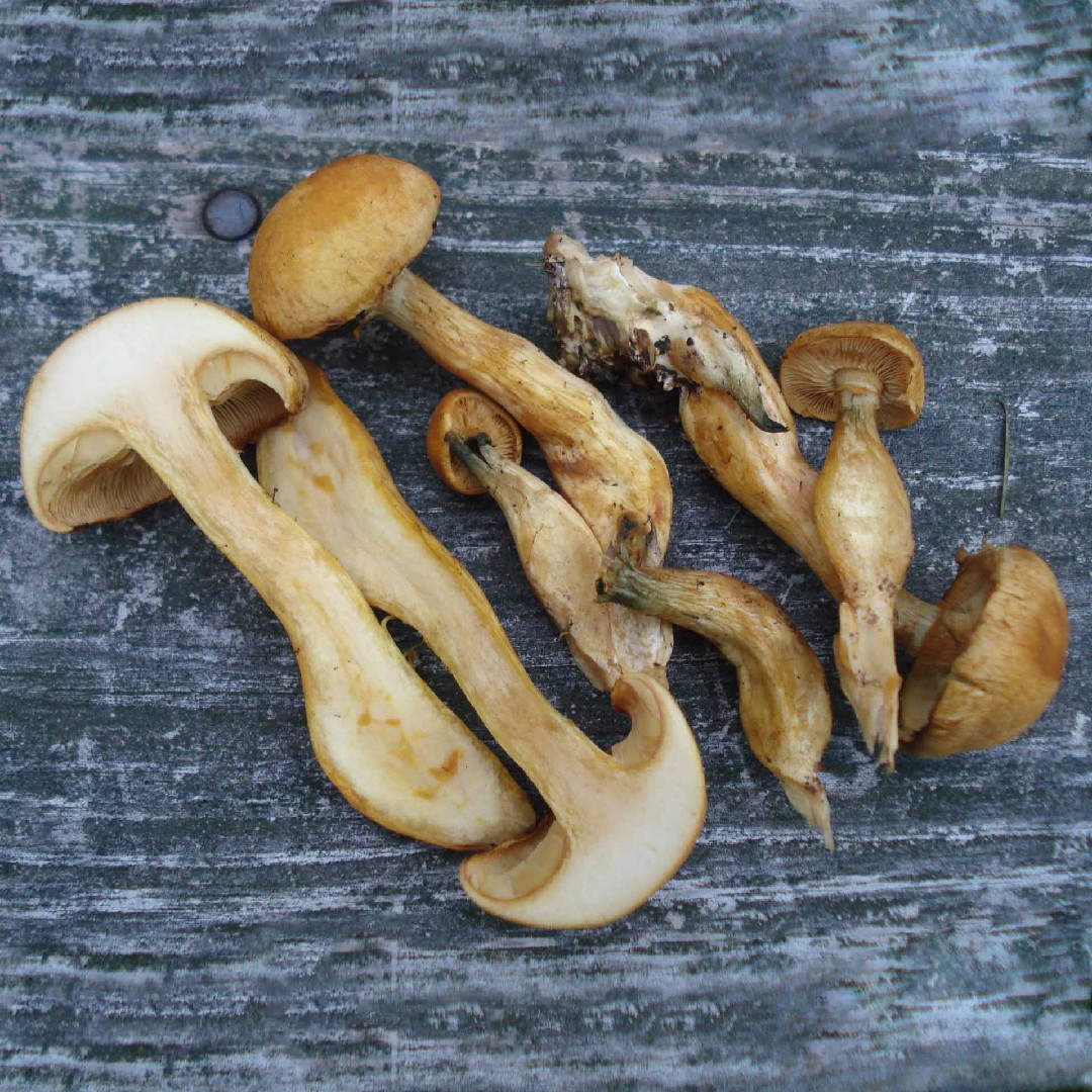 Gymnopilus validipes (Gymnopilus validipes)