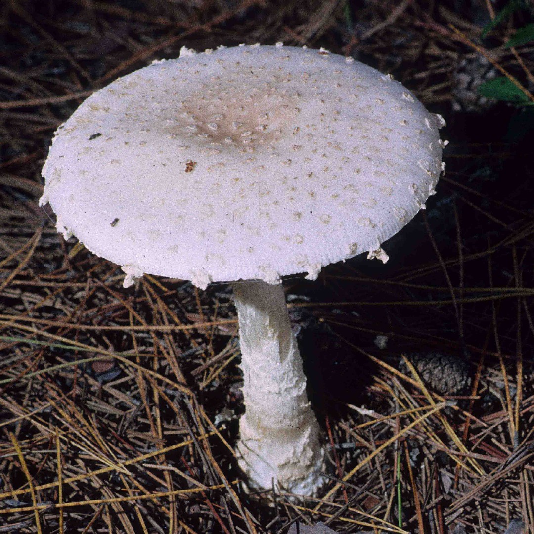 Amanita chrysoblema (Amanita chrysoblema)