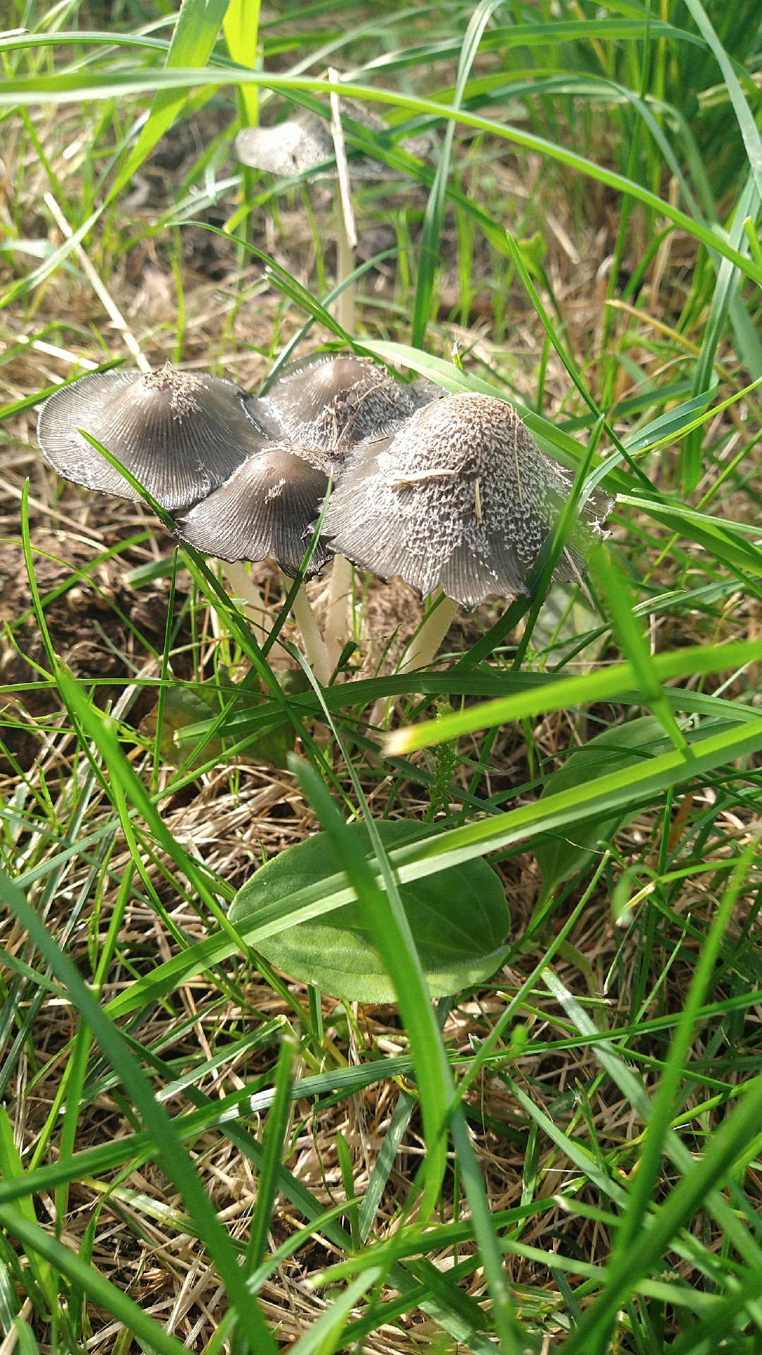 Coprinopsis lagopides (Coprinopsis lagopides)