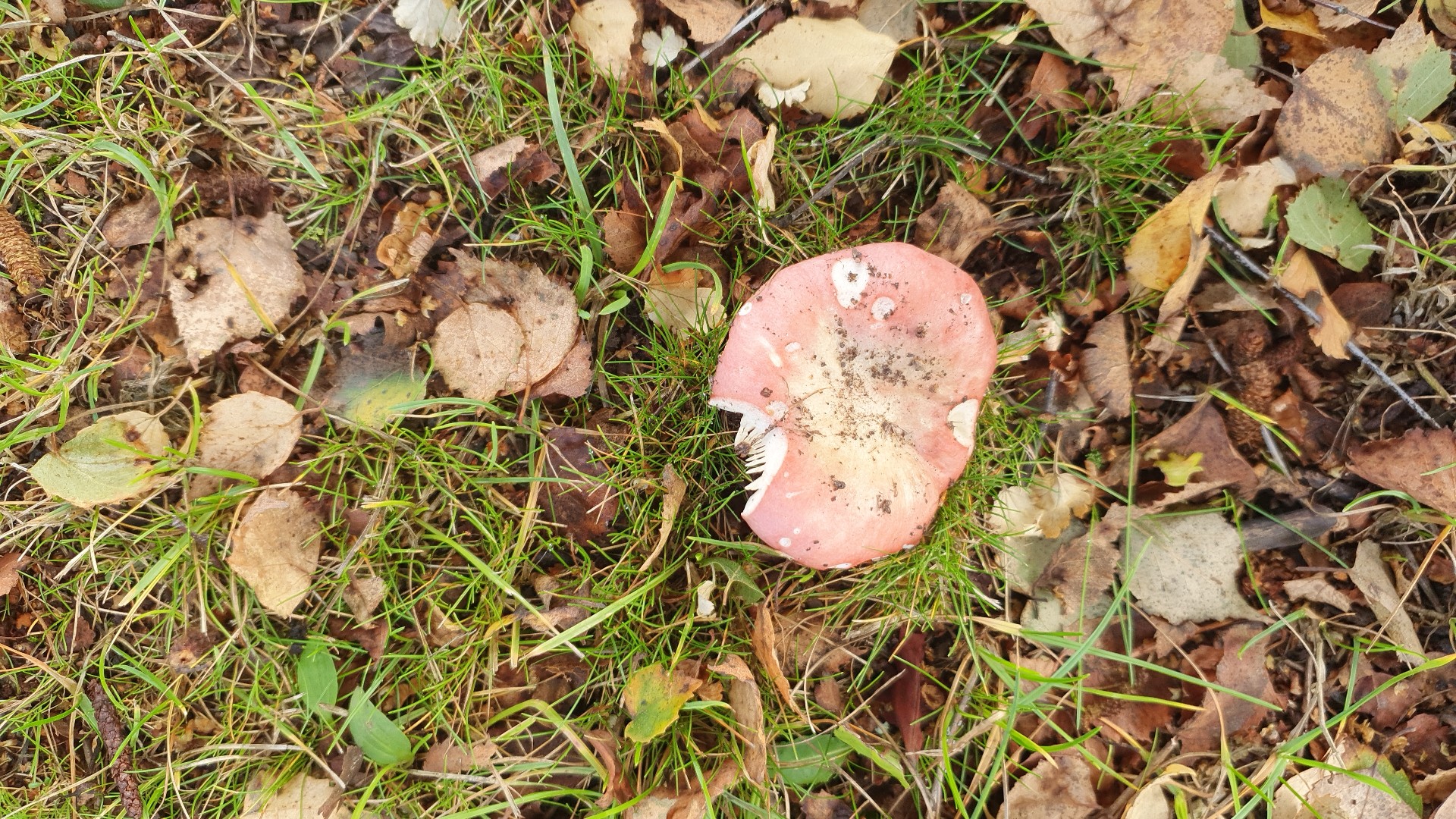Russula depallens (Russula depallens)