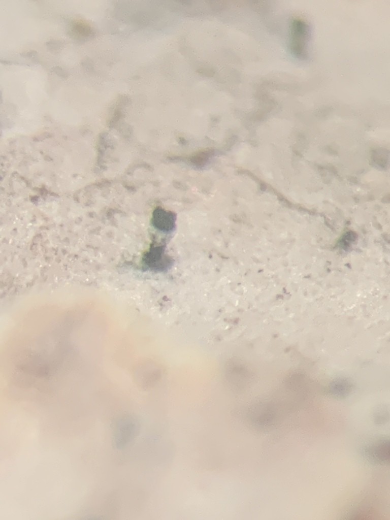 Microcalicium (Microcalicium) Picture Mushroom