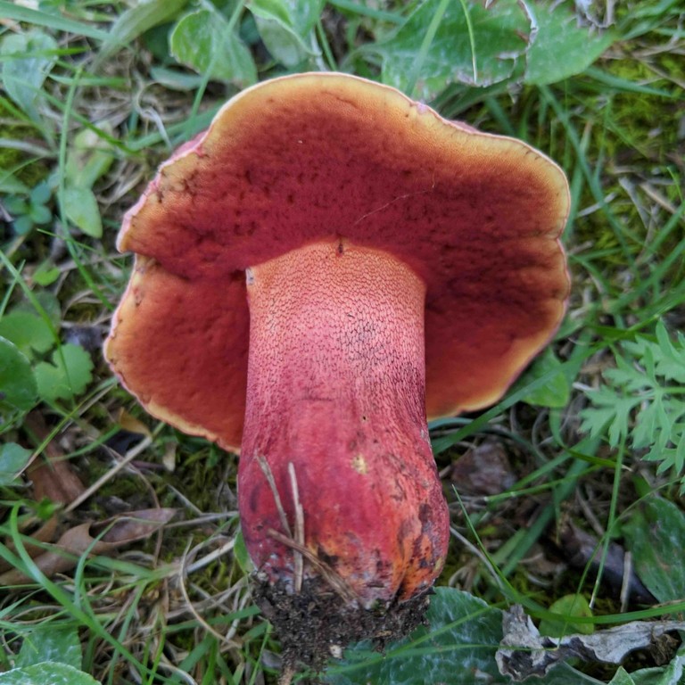 Perfumed bolete (Rubroboletus rhodosanguineus)