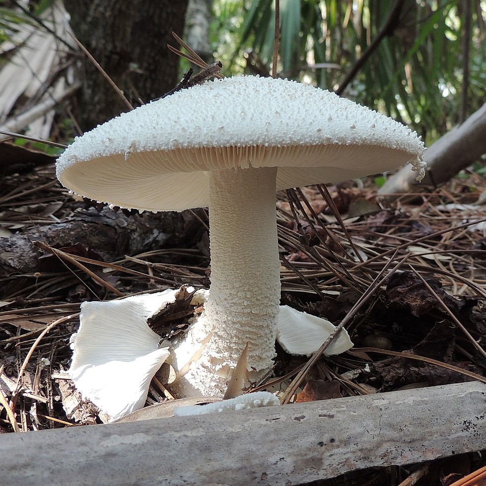 Amanita polypyramis (Amanita polypyramis) - Picture Mushroom