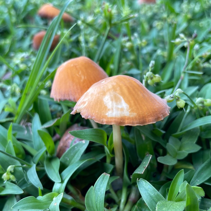 Marasmius vagus (Marasmius vagus)