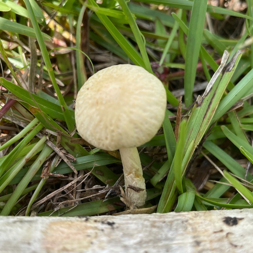Agrocybe retigera (Agrocybe retigera)