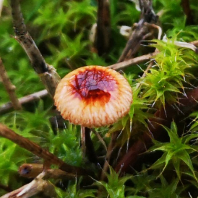 Crinipellis campanella (Crinipellis campanella)