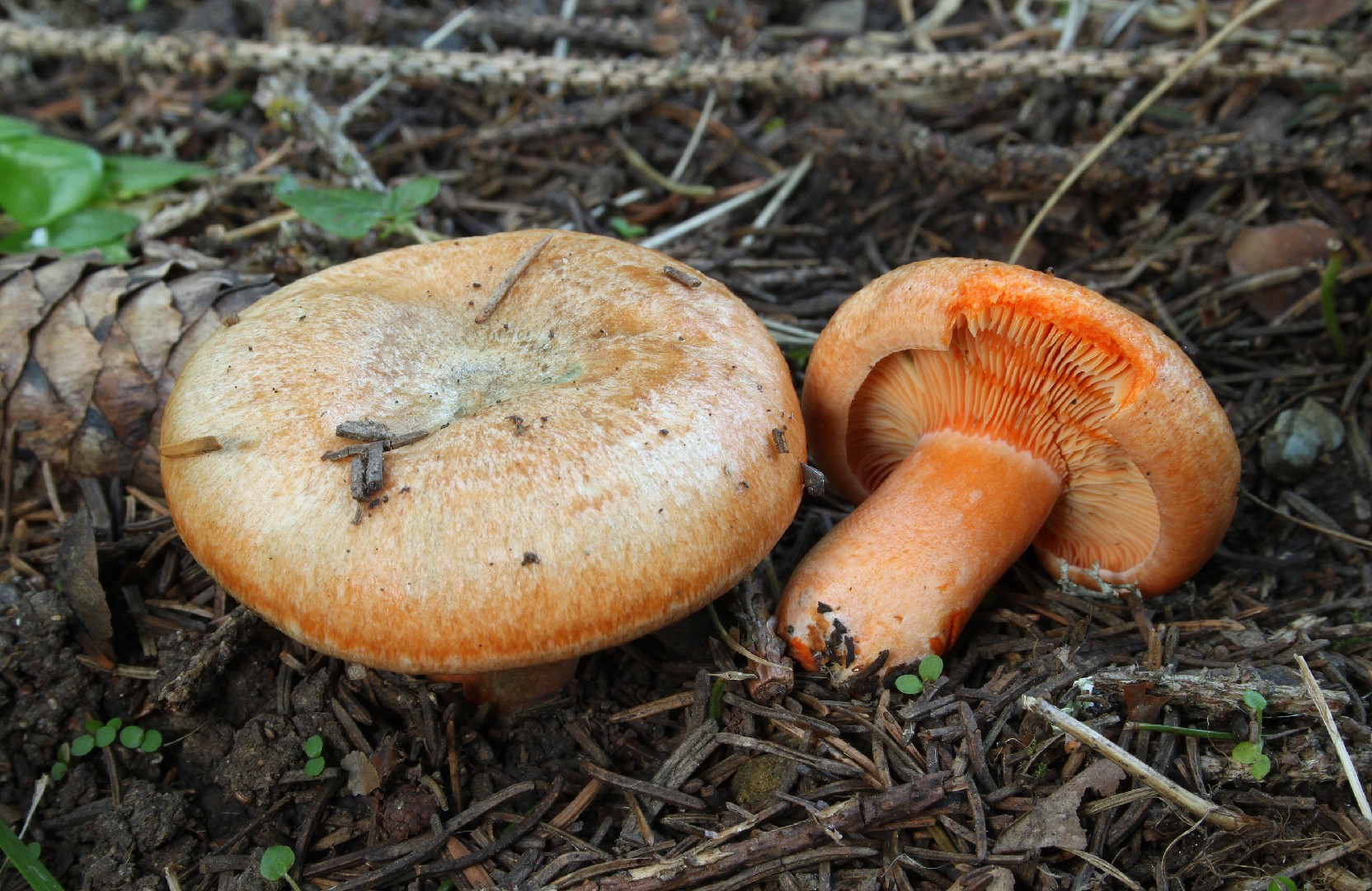 アカハツモドキ Lactarius Deterrimus Picture Mushroom