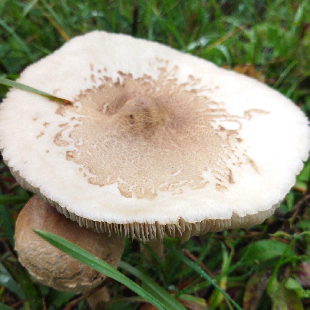 Гриб-зонтик сосцевидный (Macrolepiota mastoidea) - Picture Mushroom