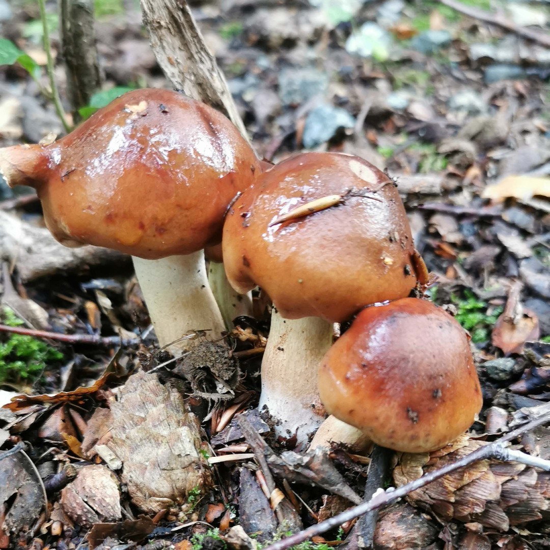 Рядовка опалённая (Tricholoma ustale) - Picture Mushroom