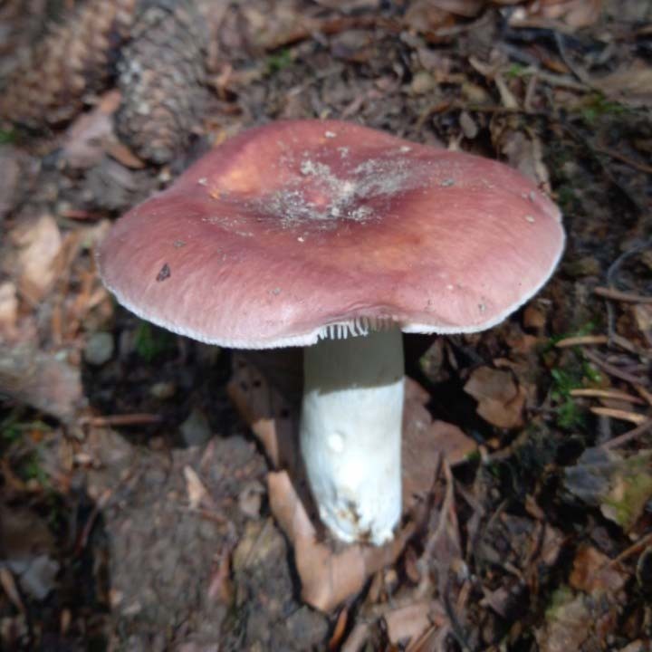 Bare-toothed Russula (Russula vesca)