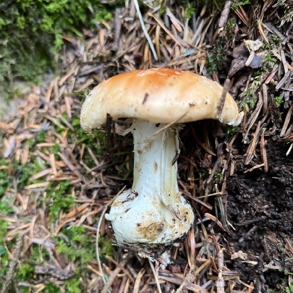 Leucocortinarius (Leucocortinarius)