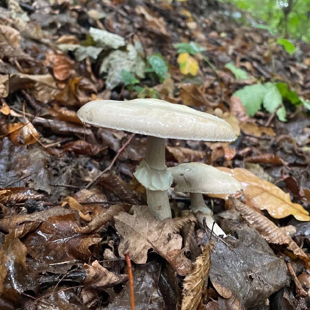 Wood mushroom (Agaricus sylvicola)