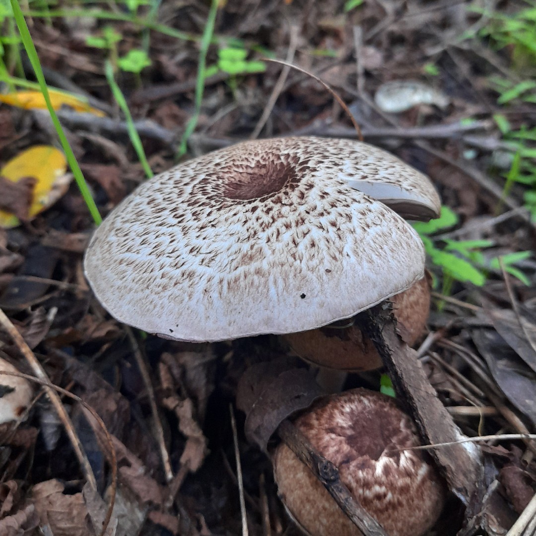 Tufted wood mushroom (Agaricus impudicus)