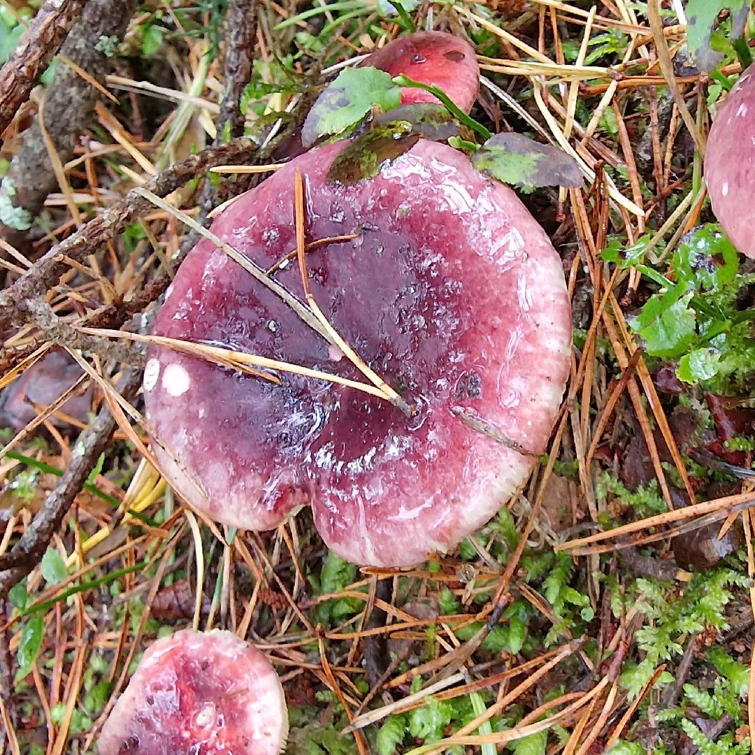 furutårekremle (Russula sardonia)