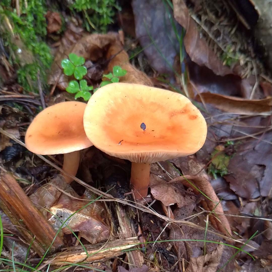 lactarius-tabidus-picture-mushroom