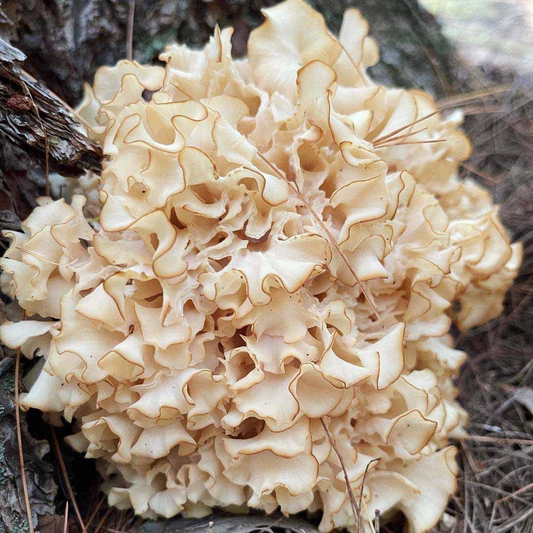 Cauliflower mushroom (Sparassis)